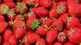 mesalnik-blendtec-designer-professional-total